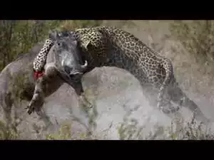 Video: TOP 10 LEOPARDS VS. ANIMALS || Leopard vs. Hyenas, Cheetah, Python, Porcupines...